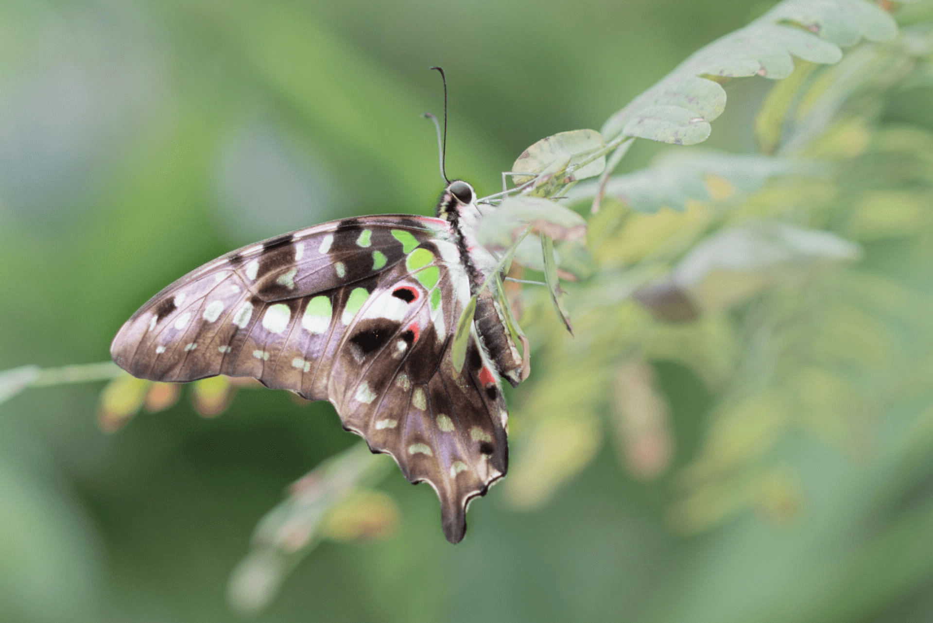 persoenlichkeitsentwicklung_ret Kaiserschwalbenschwanz