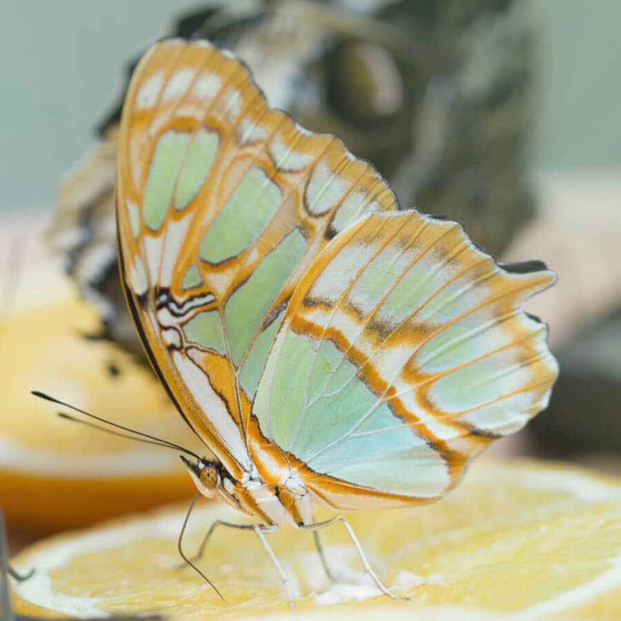 Prachtpassionsfalter Schmetterling auf Zitronenschale